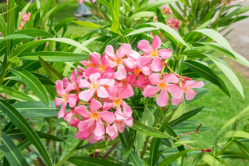 夹竹桃粉花，夹竹桃，夹竹桃科