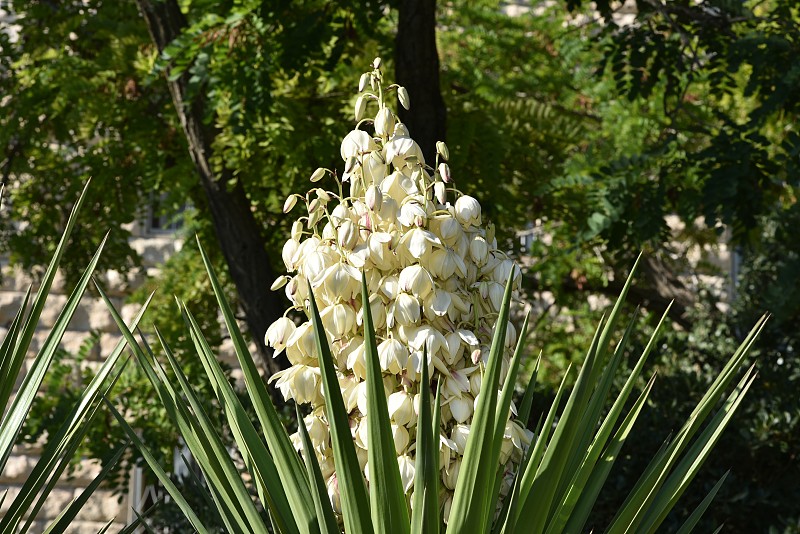 丝兰开花了，丝兰开出了美丽的白花。