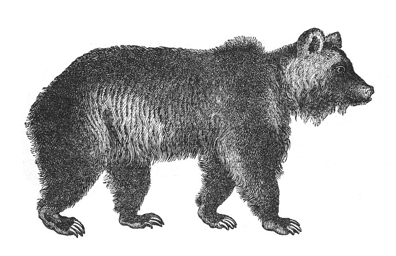 棕熊(Ursus arctos) -古董雕刻插图