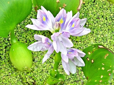 佛罗里达湿地中被浮萍包围的普通水葫芦(凤眼莲)