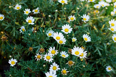 chamomiles