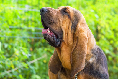 侦探犬小狗特写