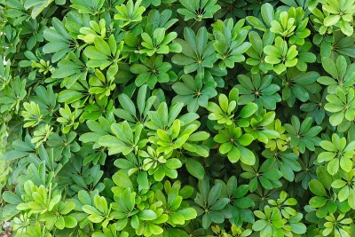 植物为绿色背景，质地取自热带植物鲜艳的叶子