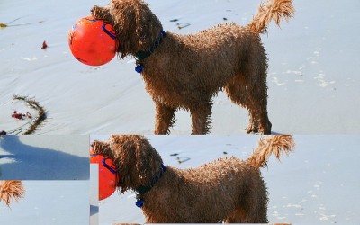 贵宾犬海滩的一天