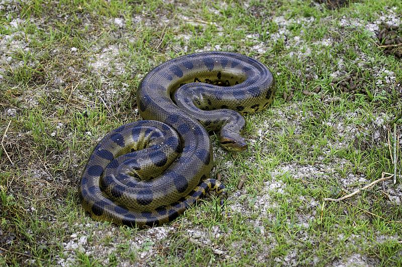 绿水蟒，eunectes murinus, Los Lianos in Venezuela