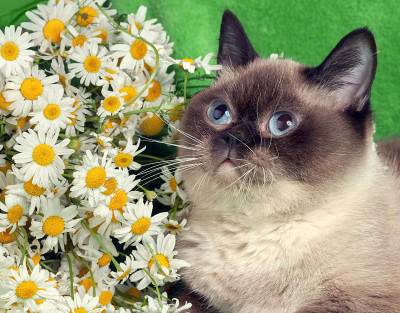 带花的猫的肖像
