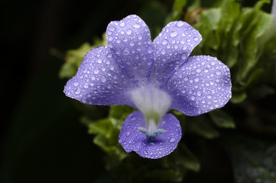 菲律宾紫罗兰花