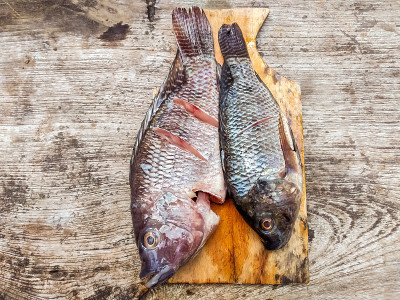 鲷鱼鱼