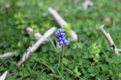 小野生muscari