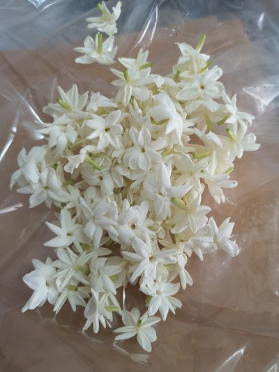 茉莉花白花美丽的花束在塑料背景上