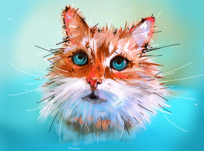 有趣的猫