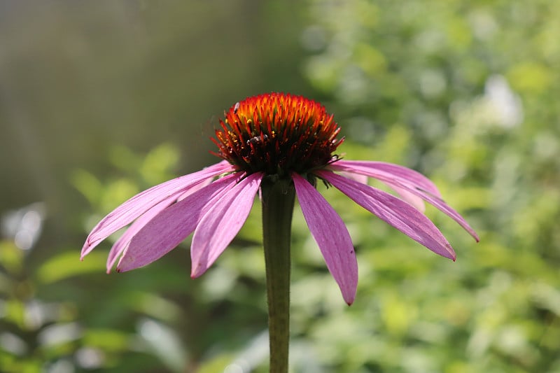 花园里的紫锥花