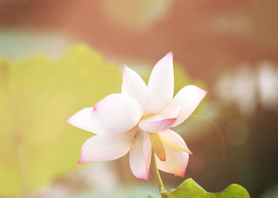 莲花盛开