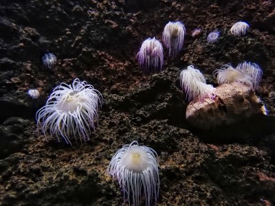 阿尼莫尼亚磺骨， 地中海蛇锁海葵