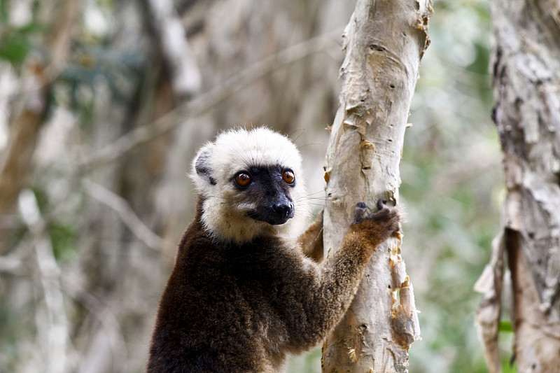 白顶棕色狐猴(黄Eulemur fulvus albifrons)