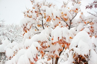 晚秋和粉状雪