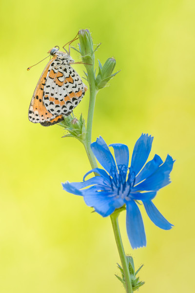 美丽的红带蝴蝶日出画像(Melitaea didyma)