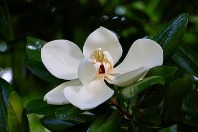 木兰一种白玉兰的白色花