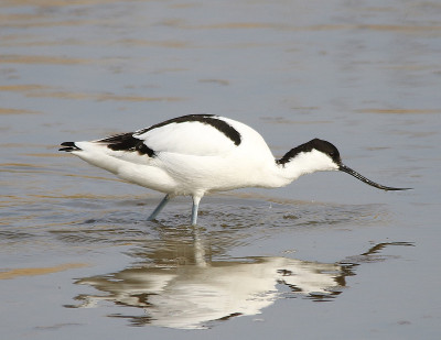 Avocet