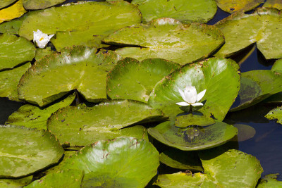 Nymphaea alba