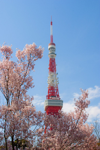 东京塔和樱桃