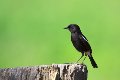 在自然背景上的鸟黑色的图像。Pied Bushchat (Saxicola caprata)