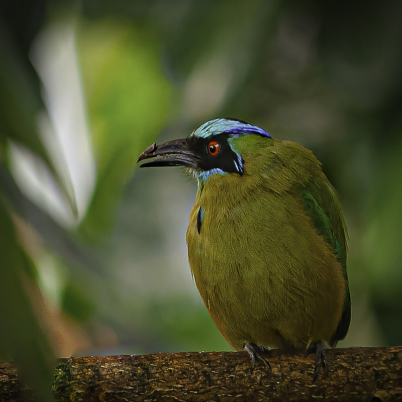 蓝色加冕Motmot