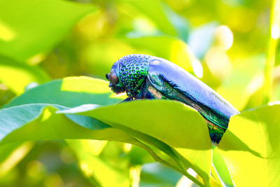 宝石甲虫(Buprestidae)上的水滴是甲虫的一个家族，美丽的昆虫翅膀闪亮的颜色像宝石来自泰国的