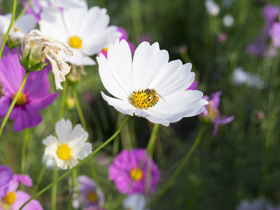 蜜蜂和cosmos1