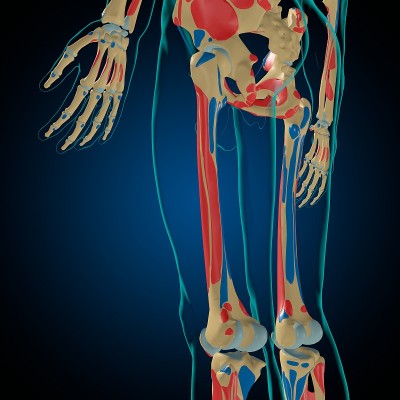 用于医学概念3D的肌肉起源和插入解剖骨骼