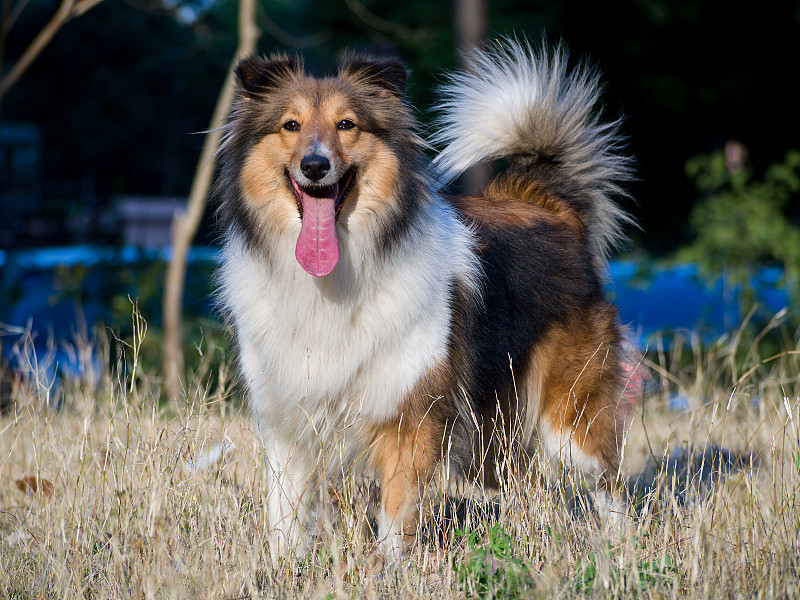 狗，设得兰牧羊犬等着在阳光下的草地上玩耍