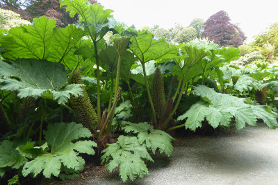 Gunnera manicata - Trebah花园-康沃尔，英格兰，英国
