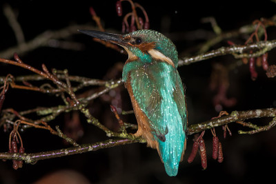 翠鸟(Alcedo atthis)晚上栖息在树枝上