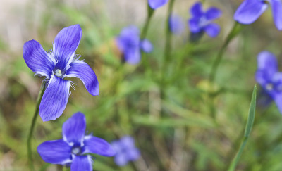 白龙胆(Gentiana dahurica)是一种生长在萨彦山的稀有植物。