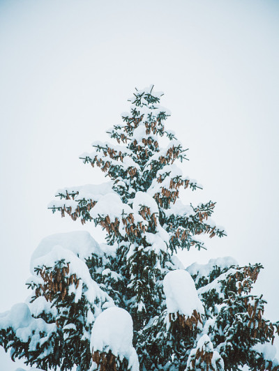 一棵被雪覆盖的松树。
