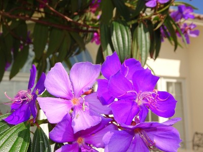 院子里开着热带紫色的花