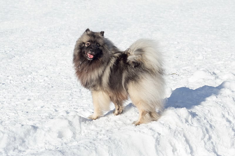 可爱的德国狼犬站在冬天公园的白雪上。宠物的动物。