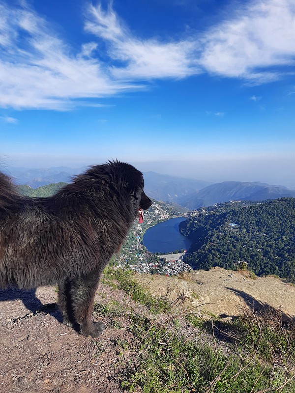 藏獒在看湖上的风景