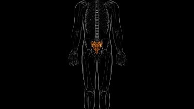 人体骨骼解剖骶骨3D渲染