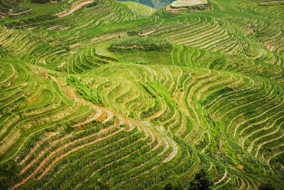 美丽的梯田风景。龙胜龙脊梯田。中国