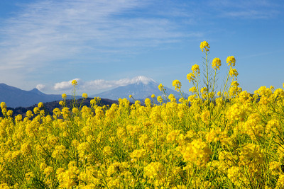 日本的油菜田和富士山