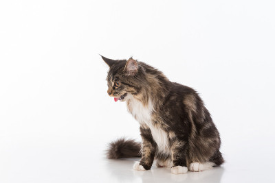 灰色缅因猫坐在白色书桌上沉思。白色背景。张开嘴