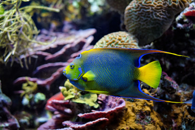 皇后神仙鱼Holacanthus ciliaris，又称蓝色神仙鱼、金色神仙鱼或黄色神仙鱼水下