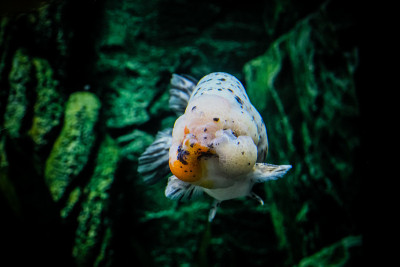 金鱼在水族馆