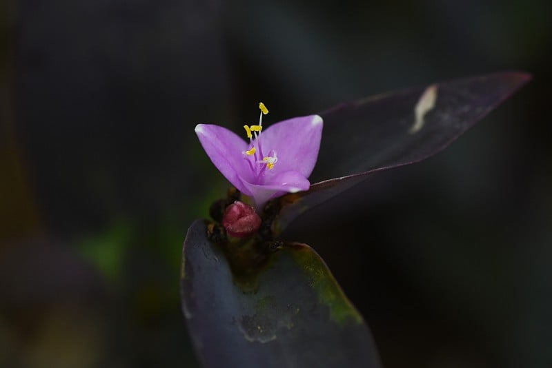 紫心勋章的花。