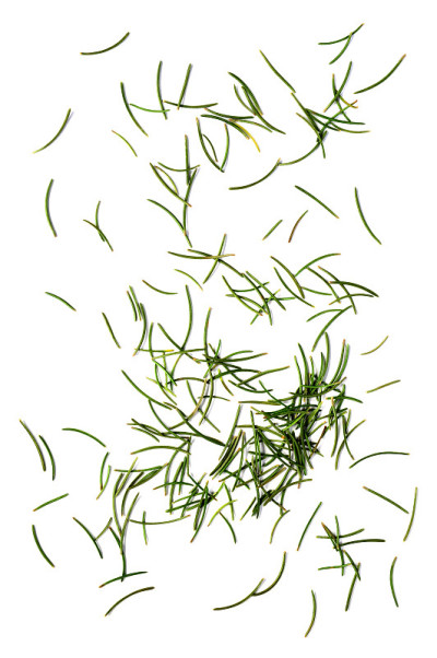 冷杉针