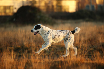 户外中亚牧羊犬肖像