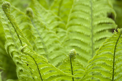 毽子蕨 (Matteuccia struthiopteris)
