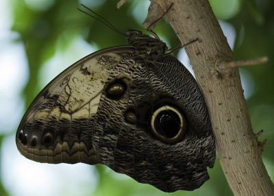 猫头鹰蝴蝶(Caligo memnon)