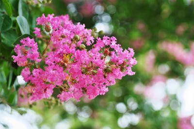 紫薇的花朵